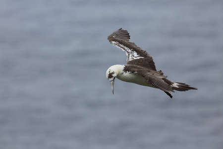 Northern Gannet (Morus bassanus) island Runde, Norwayの写真素材