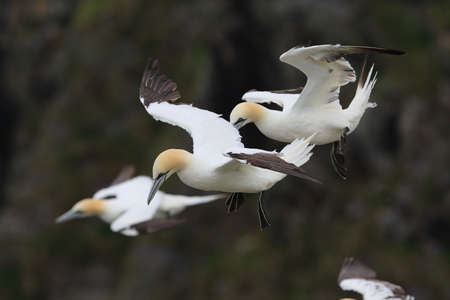 Northern Gannet (Morus bassanus) island Runde, Norwayの写真素材