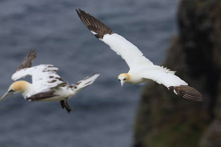 Northern Gannet (Morus bassanus) island Runde, Norwayの写真素材