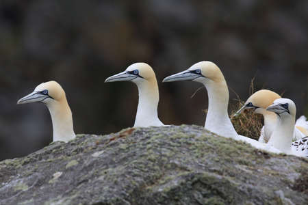 Northern Gannet (Morus bassanus) island Runde, Norwayの写真素材