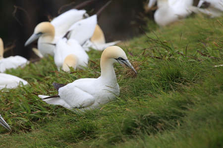 Northern Gannet (Morus bassanus) island Runde, Norwayの写真素材