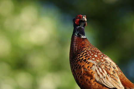 common pheasant (Phasianus colchicus) in the natural habitat, Germanyの写真素材