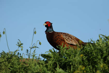 common pheasant (Phasianus colchicus) in the natural habitat, Germany