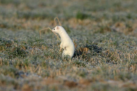 stoat (Mustela erminea), short-tailed weasel in the winterの写真素材