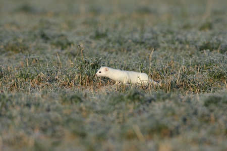 stoat (Mustela erminea), short-tailed weasel in the winter