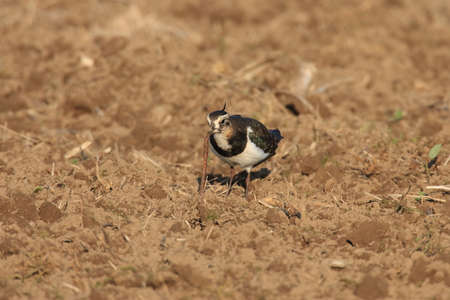 Northern Lapwing (Vanellus vanellus) foraging Germany