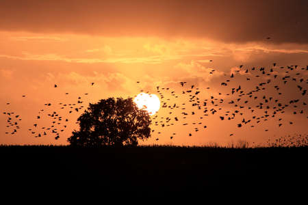 Star swarm in the sunset Germanyの写真素材