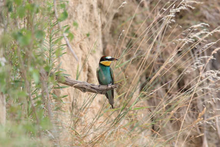 European bee-eater Baden Wuerttembergの写真素材