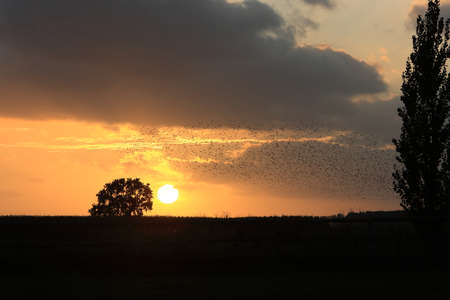 Star swarm in the sunset Germanyの写真素材