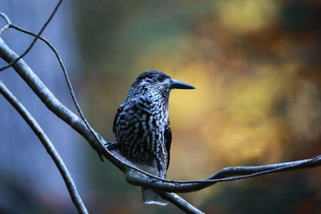 Spotted Nutcracker, Eurasian nutcracker, in the natural habitat Black Forest Germanyの写真素材