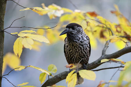 Spotted Nutcracker, Eurasian nutcracker, in the natural habitat Black Forest Germany