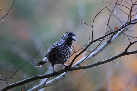 Spotted Nutcracker, Eurasian nutcracker, in the natural habitat Black Forest Germany
