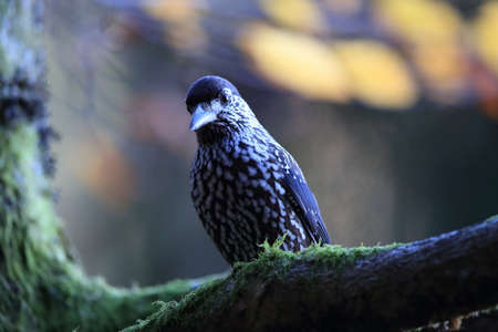 Spotted Nutcracker, Eurasian nutcracker, in the natural habitat Black Forest Germany