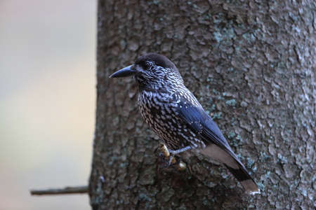 Spotted Nutcracker, Eurasian nutcracker, in the natural habitat Black Forest Germanyの写真素材