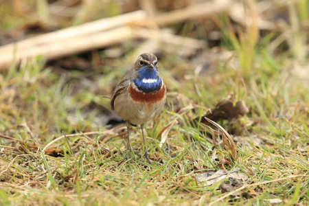 bluethroat (Luscinia svecica) Reutlingen, Germany