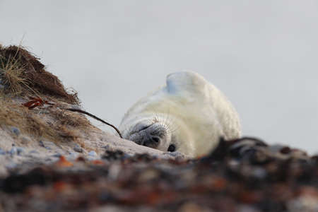 Gray Seal (Halichoerus grypus) Pup, in the natural habitat, Helgoland Germanyの写真素材