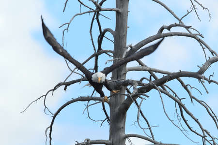 Bald Eagle perched in tree, Yellowstone NP