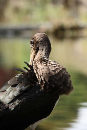 Young Black stork (Ciconia nigra) Saxony Germany
