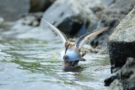 red-necked phalarope (Phalaropus lobatus) in the natural habitat Iceland