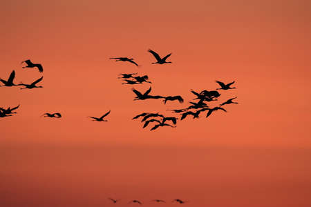 Silhouettes of Cranes (Grus Grus) at Sunset, Germany