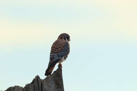 American kestrel (Falco sparverius) Bosque del Apache National Wildlife Refuge New Mexico USAの写真素材