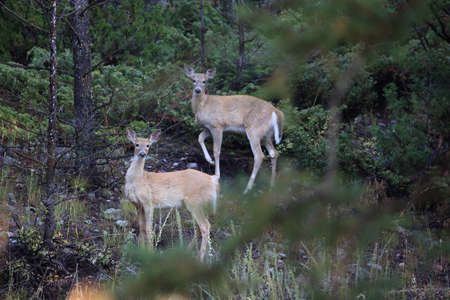 white-tailed deer, Yellowstone National Park