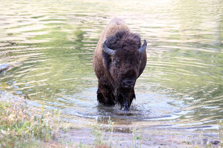 American bison, Buffalo, Yellowstone National Parkの写真素材