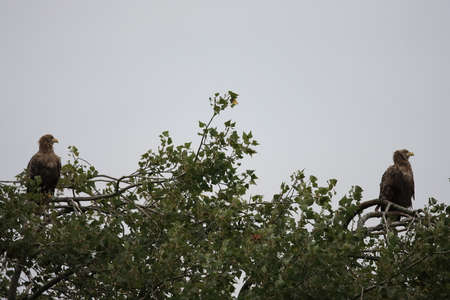 White tailed eagle germany