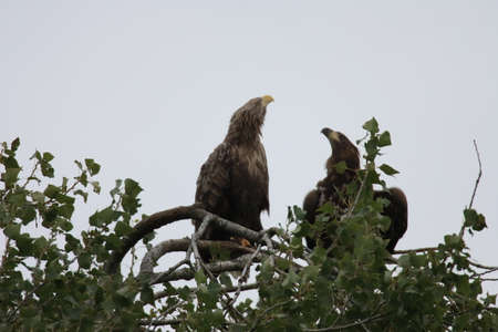 White tailed eagle germany