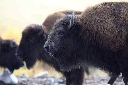 American bison, Buffalo, Yellowstone National Park