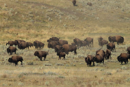 American bison, Buffalo, Yellowstone National Park