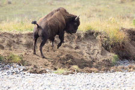 American bison, Buffalo, Yellowstone National Parkの写真素材