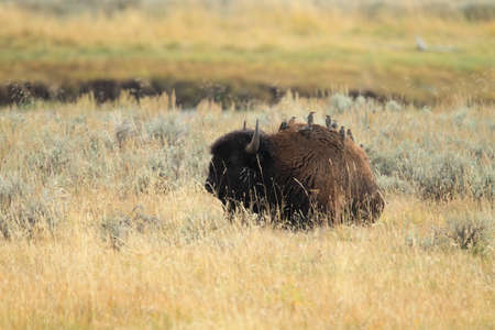 American bison, Buffalo, Yellowstone National Park