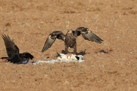 young bald eagle eats snow goose Bosque del Apache National Wildlife Refuge New Mexico