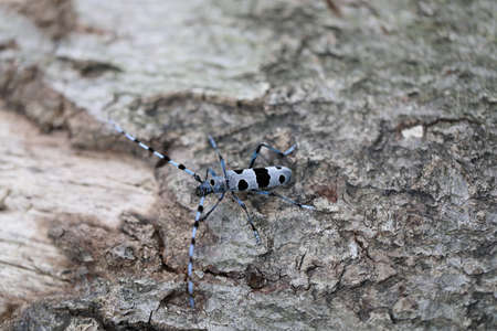 Rosalia longicorn (Rosalia alpina) or Alpine longhorn beetle Swabian Jura Germany