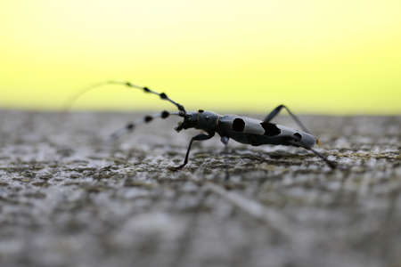Rosalia longicorn (Rosalia alpina) or Alpine longhorn beetle Swabian Jura Germanyの写真素材