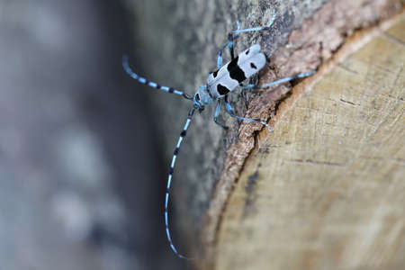 Rosalia longicorn (Rosalia alpina) or Alpine longhorn beetle Swabian Jura Germanyの写真素材
