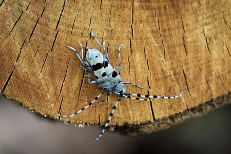 Rosalia longicorn (Rosalia alpina) or Alpine longhorn beetle Swabian Jura Germanyの写真素材