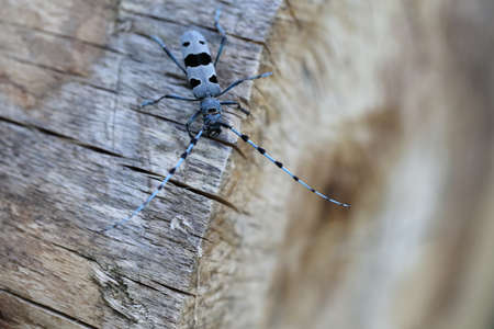 Rosalia longicorn (Rosalia alpina) or Alpine longhorn beetle Swabian Jura Germanyの写真素材