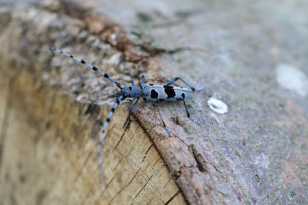 Rosalia longicorn (Rosalia alpina) or Alpine longhorn beetle Swabian Jura Germanyの写真素材