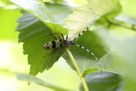 Rosalia longicorn (Rosalia alpina) or Alpine longhorn beetle Swabian Jura Germanyの写真素材