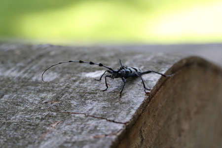 Rosalia longicorn (Rosalia alpina) or Alpine longhorn beetle Swabian Jura Germany