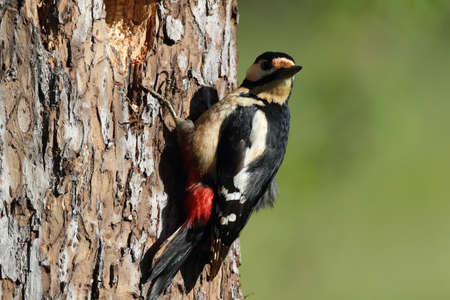 Great Spotted Woodpecker (Dendrocopos major) Germanyの写真素材