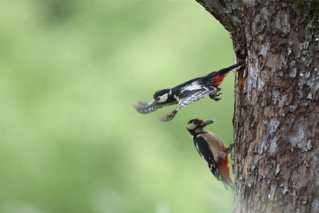 Great Spotted Woodpecker (Dendrocopos major) Germany