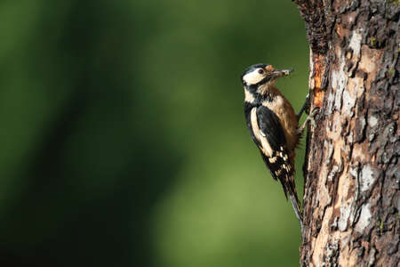 Great Spotted Woodpecker (Dendrocopos major) Germanyの写真素材
