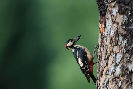 Great Spotted Woodpecker (Dendrocopos major) Germanyの写真素材