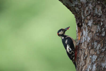 Great Spotted Woodpecker (Dendrocopos major) Germany