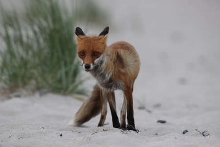 red fox (Vulpes vulpes) looks for food on the beach of the Baltic sea, Germany