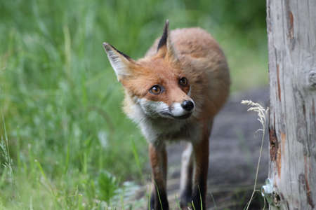 red fox (Vulpes vulpes)