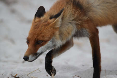 red fox (Vulpes vulpes) looks for food on the beach of the Baltic sea, Germany